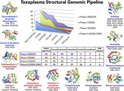 CSGID Solves Structures and Identifies Phenotypes for Five Enzymes in Toxoplasma gondii